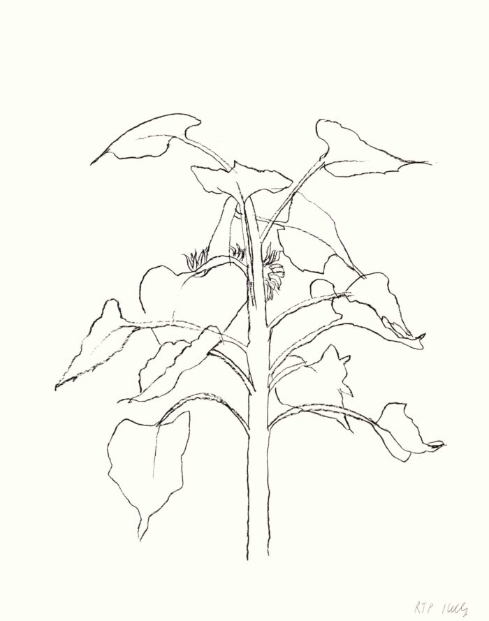 EUn plant de tournesol en noir et blanc, au trait.