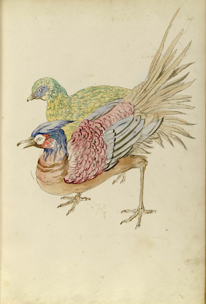 Jean-Baptiste Oudry, Oiseaux de la Chine, bibliothèque de l'INHA, MS 693, f. 17. Cliché INHA